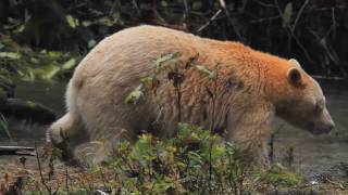 Enter the Great Bear Rainforest [upl. by Grange]