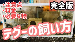 【2021年版】デグーの飼い方・注意点・初期費用・必要な物【完全解説】 [upl. by Orlosky795]