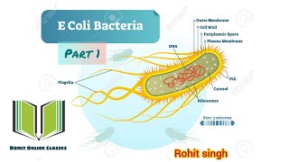 E Coli Escherichia coli  Microbiology part 1 [upl. by Oker]