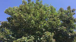 Swedish whitebeam  entire tree  July 2019 [upl. by Cynthea]