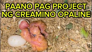 Paano mag project ng creamino opaline subscribe africanlovebirds hobby birds lovebirds [upl. by Aitas]