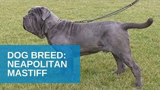 Dog Breed Video Neapolitan Mastiff [upl. by Mareah]