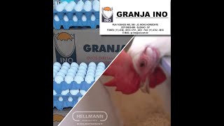 Granja Ino amp Hellmann Poultry Equipment Use your possibilities [upl. by Romanas]