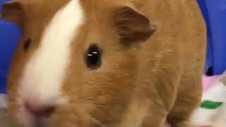 Cute Guinea pig Weeking sound [upl. by Adnoral]