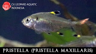 Pristella maxillaris The STUNNING XRAY FISH Leopard Aquatic C021A [upl. by Marsha]