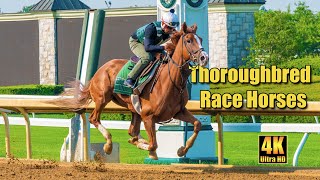 Thoroughbred Race Horses Training at Keeneland Race Track [upl. by Waller]