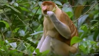 Proboscis Monkey  Wild Indonesia  BBC [upl. by Naniac]