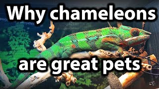 5 reasons why chameleons make great pets [upl. by Adyeren]