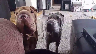 Shar Pei Compilation [upl. by Faus]