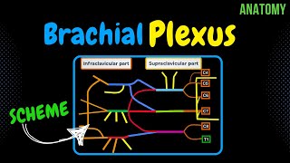 Brachial Plexus Scheme  Quiz  Anatomy [upl. by Jack714]