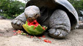 Galapagos Tortoise Cant Get Enough Watermelon [upl. by Defant]