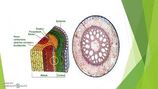 HISTOLOGÍA VEGETAL [upl. by Ardnohsed276]