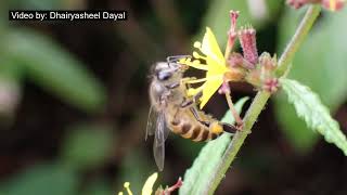 Honeybee visiting Triumfetta rhomboidea Flowers [upl. by Araeit996]