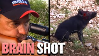 Hog Hunt With Airgun HD  GAMO Hunter Extreme 25 caliber [upl. by Yrrehs]