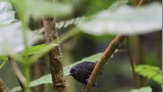 Silveryfronted Tapaculo Scytalopus argentifrons [upl. by Ahsiuq]