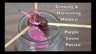 Growing amp Harvesting Molokai Purple Sweet Potato [upl. by Prowel503]