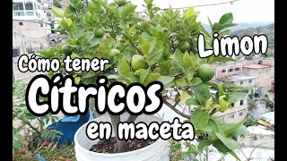 Cómo tener LIMÓN en maceta  Cítricos en maceta [upl. by O'Callaghan692]