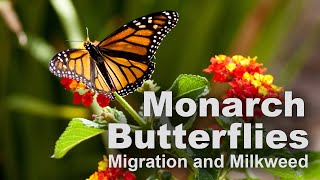 Monarch Butterflies Migration and Milkweed – Family Plot [upl. by Yrocej]