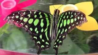 Papillions  Butterfly  Animaux  Animals  Papiliorama de Kerzers Suisse 1 [upl. by Alliuqal]