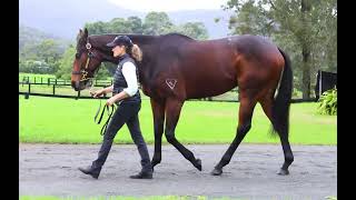 2024 Magic Millions National Broodmare Sale  LOT 468  INFINITIVE [upl. by Anole]