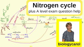 Nitrogen Cycle  for A level [upl. by Culosio]