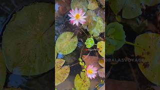 எல்லாமே போச்சி ☹️ my sad story  guppies molly  balasvoyage [upl. by Niaz]