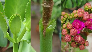 How to graft Kalanchoe on Bryophyllum Pinnatum Plant [upl. by Chilton23]