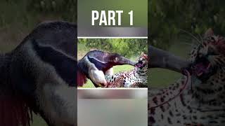 jaguar vs giant anteater fight part 01 shorts [upl. by Lolanthe938]