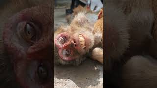 AnimalCareSocietyMeerut01 foryou monkeyvideo foryoupage shortsfeed viralvideo 1millone [upl. by Gnehp]