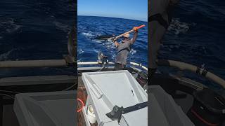 Albacore Tuna Fishing COMING N HOT eatseafood yakventures albacore tuna [upl. by Luckett]