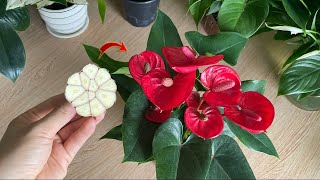 With just 1 clove of garlic Anthurium is healthy and blooms with many magical flowers [upl. by Ahsuatal]