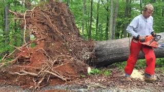 How a fallen tree can kill you Watch and Learn treefelling chainsawman [upl. by Jara]