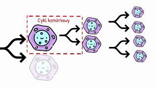 Cykl komórkowy Interfaza i Faza Podziału [upl. by Kcajyllib]