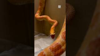 小龍 玉米蛇 爬寵 snake cornsnake pet daily snakelover [upl. by Olleina102]