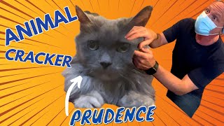 CAT with ATAXIA meets the ANIMAL CRACKER [upl. by Phylis]