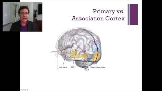 Lecture12 The Occipital LobeIntroduction to Psychology [upl. by Stoat]