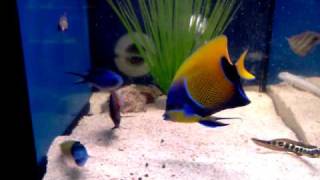 0161 476 4439 ABYSS AQUATICS Majestic Angel Fish Pomacanthus Navarchusmp4 [upl. by Orfield313]