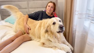 Golden Retriever demands attention from his human Mom [upl. by Orodisi981]