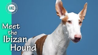 Meet the Ibizan Hound [upl. by Collis]