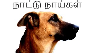 Tamil Nadu Dog Breeds  தமிழ்நாட்டின் தலைசிறந்த நாட்டு நாய்கள்  Storyboard  தமிழ் [upl. by Arlin]