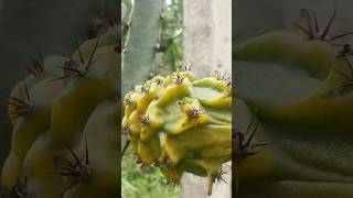 Gigante Amazonas 🐉🤠🌵 dragonfruit pitaya fruit delicia [upl. by Drofwarc]