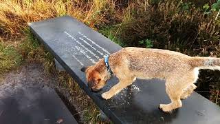 Border Terrier Woody een natte herfst [upl. by Ordway]