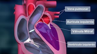 El CORAZÓN HUMANO partes aurículas ventrículos válvulas funciones anatomía [upl. by Lorre]