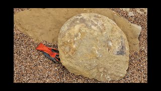 GIANT NAUTILUS amp MEGALYTOCERAS CONFUSUM BIGGEST JURRASIC FINDS YET [upl. by Tiffa527]