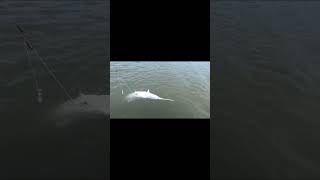 Paddlefish Snagging  Truman Lake [upl. by Wolfy]