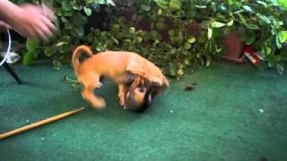 dog fights baby chihuahua vs mutt [upl. by Elleron]