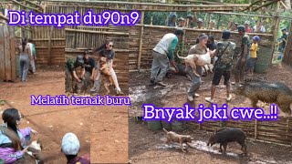 4NJ1N9 TERPIT PITBULL  WANITA BAWA PITBULL  TERNAK LUCU BERLARI [upl. by Deeyn]