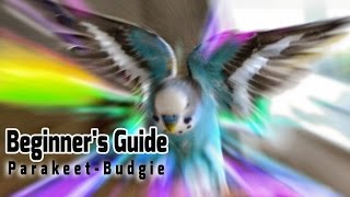 How to take Care of a Parakeet  Budgie Beginners Guide to Pet Birds [upl. by Ahsirk]