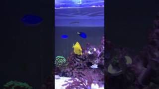 Blue tang amp yellow tang eating algae [upl. by Ayikahs]