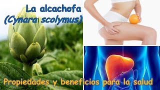 ALCACHOFA  PROPIEDADES Y BENEFICIOS PARA LA SALUD [upl. by Adnale]